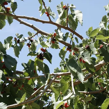 Alloggio per agriturismo Finazzo